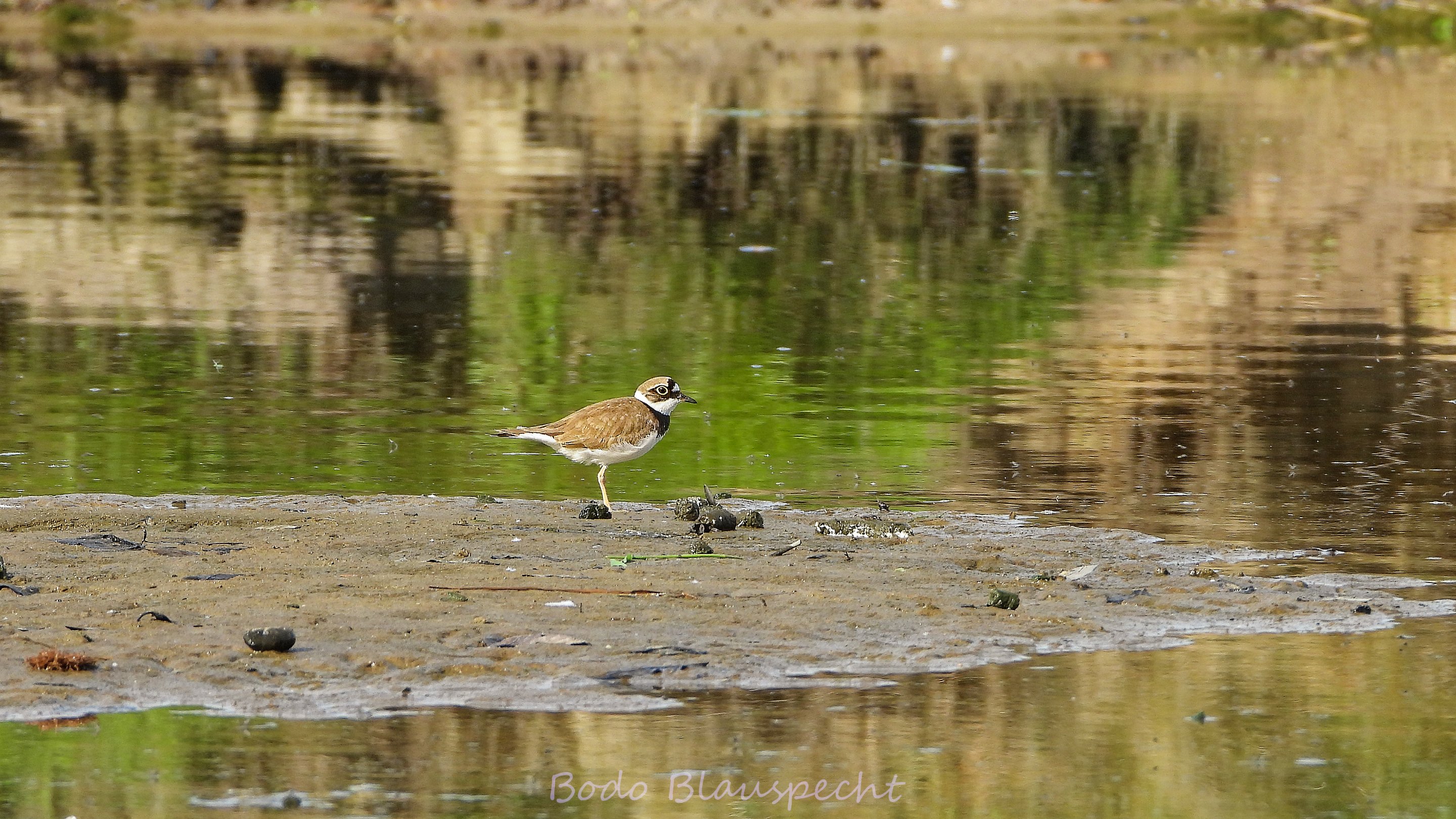 Flussregenpfeiffer   Steveraue   2025.05.14 09.25 12 HQ